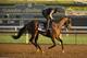 Four Wheel Drive, entered in the Juvenile Turf Sprint horse race, works out on the track at Santa Anita Park for the Breeders' Cup, Thursday, Oct. 31, 2019, in Arcadia, Calif. (AP Photo/Mark J. Terrill)