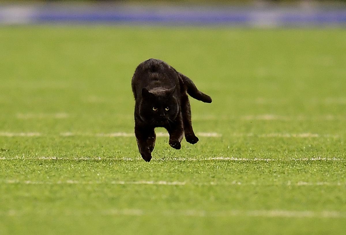 Cowboys Jerry Jones Jokes He S Had The Black Cat At Metlife Stadium For Years Bleacher Report Latest News Videos And Highlights