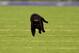 EAST RUTHERFORD, NEW JERSEY - NOVEMBER 04: A black cat runs on the field during the second quarter of the New York Giants and Dallas Cowboys game at MetLife Stadium on November 04, 2019 in East Rutherford, New Jersey. (Photo by Emilee Chinn/Getty Images)