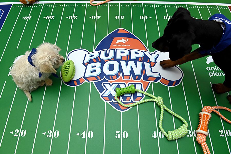 Puppy Bowl Xvi 2020 Recap Mvp Highlights And Twitter Reaction Bleacher Report Latest News Videos And Highlights
