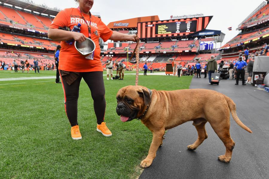 Browns mascot Swagger the dog dies at 6 - NBC Sports