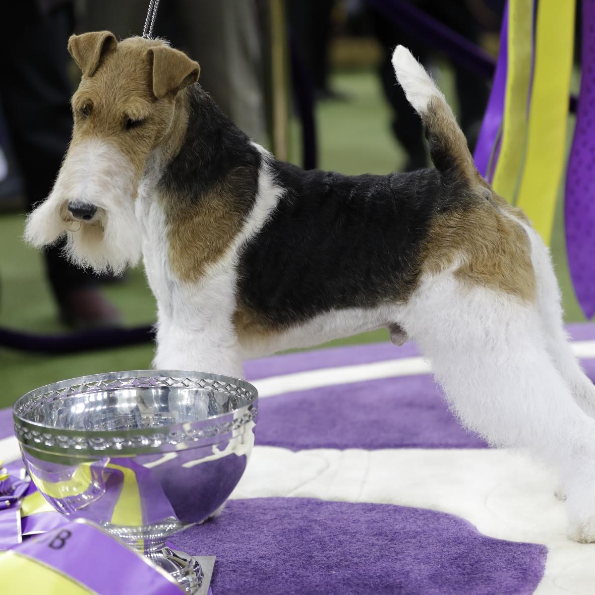 2020 Westminster Dog Show: TV Coverage, Live-Stream Schedule and Expectations