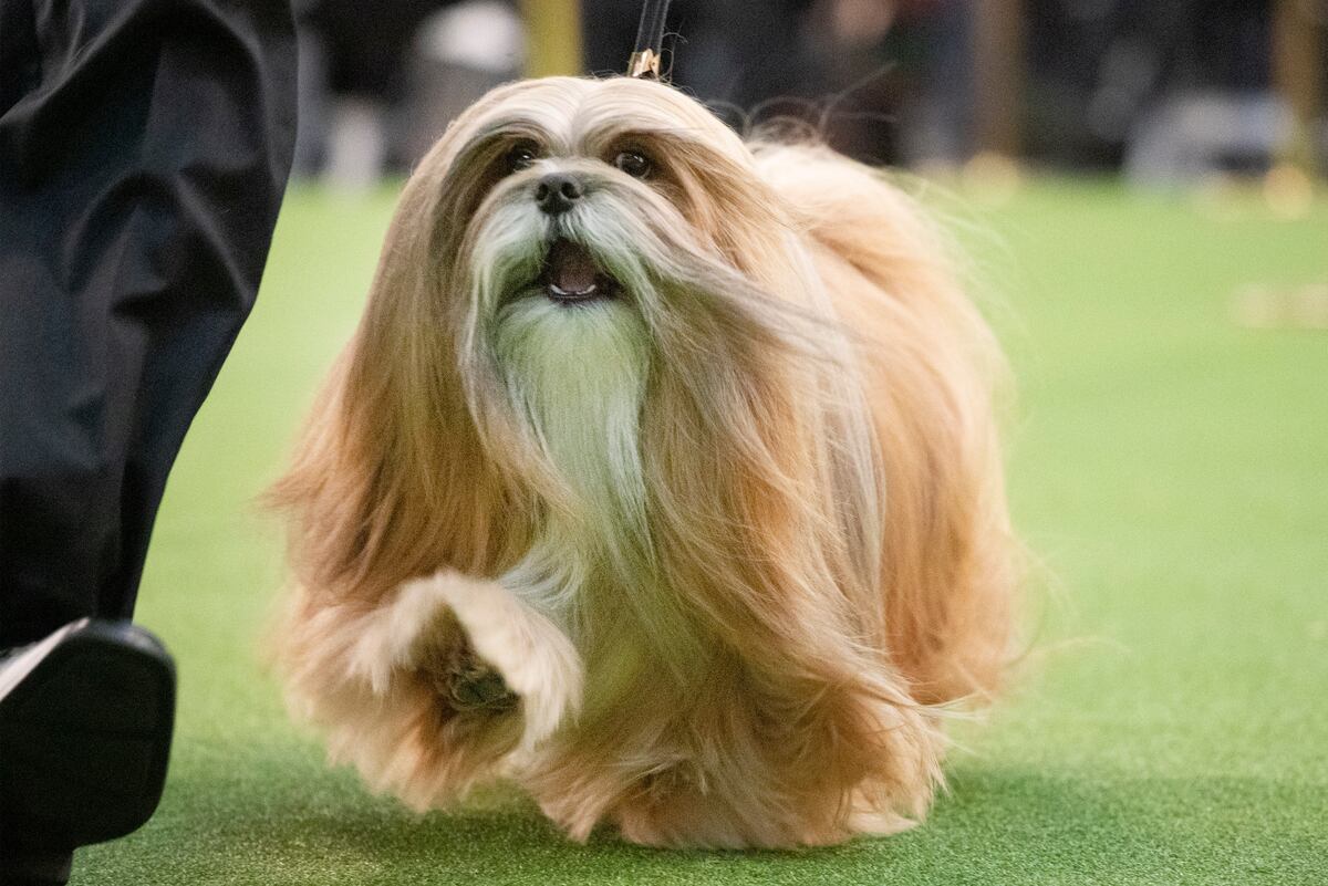 Westminster Dog Show 2020 Results Best of Breed Winners and Monday