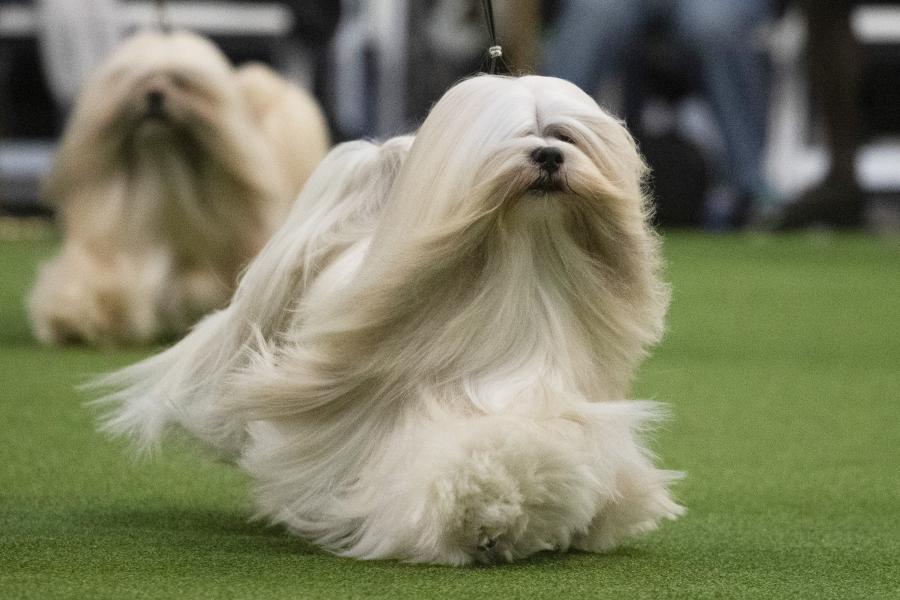 2020 Westminster Dog Show Tv Coverage Live Stream Schedule For