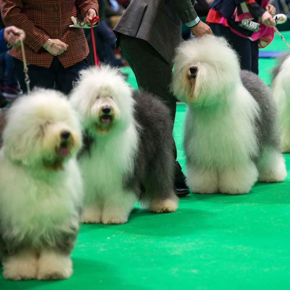 is crufts dog show on tv