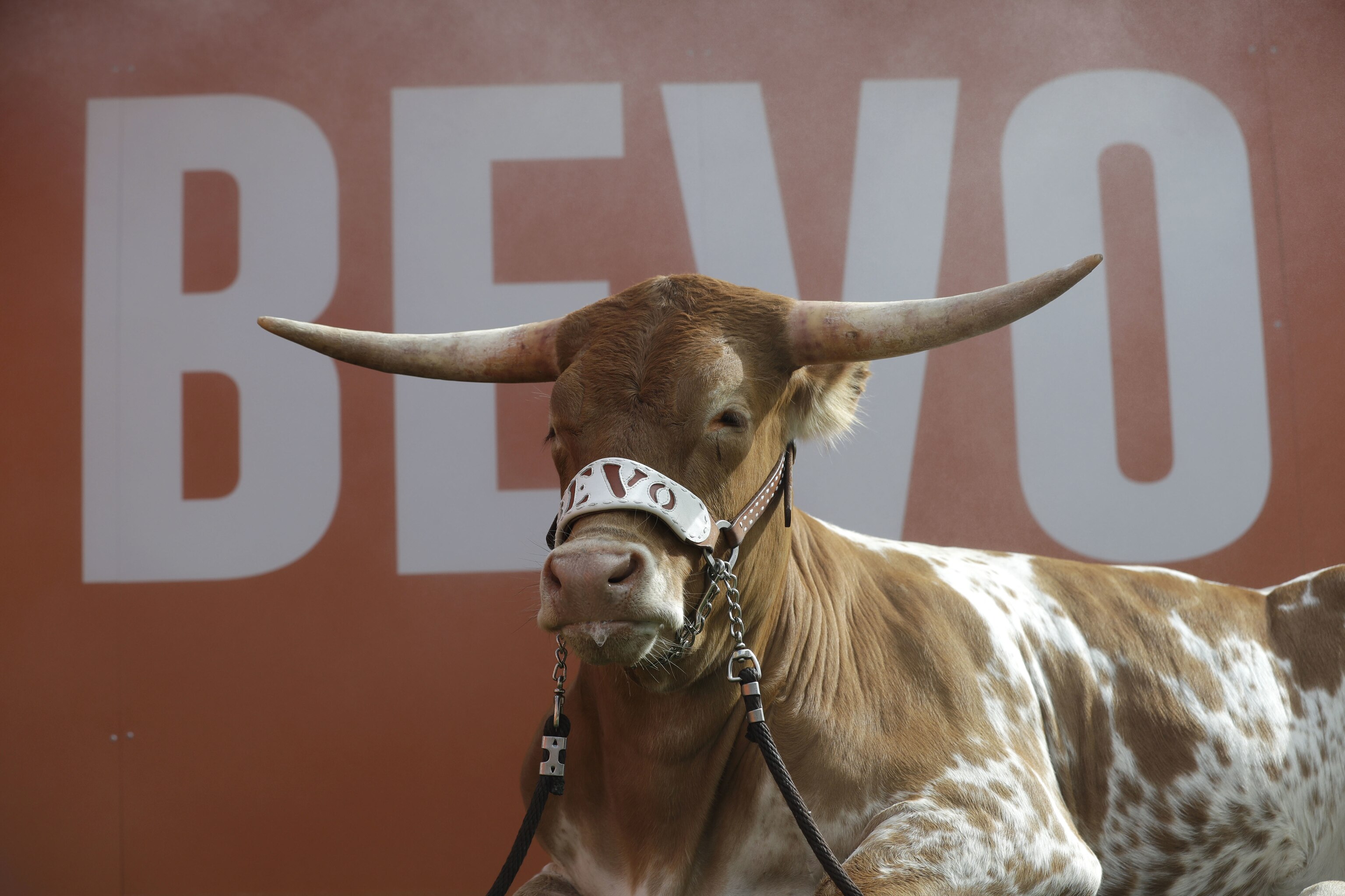 photographer-sues-texas-mascot-bevo-s-owners-more-over-2019-sugar-bowl
