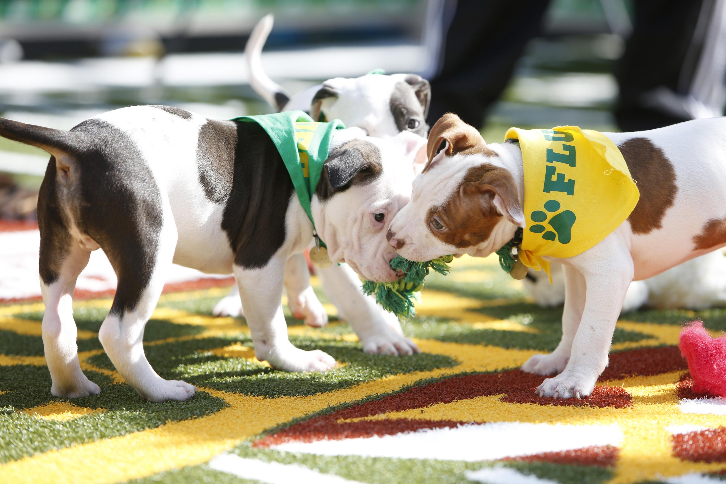 what time is the puppy bowl 2018