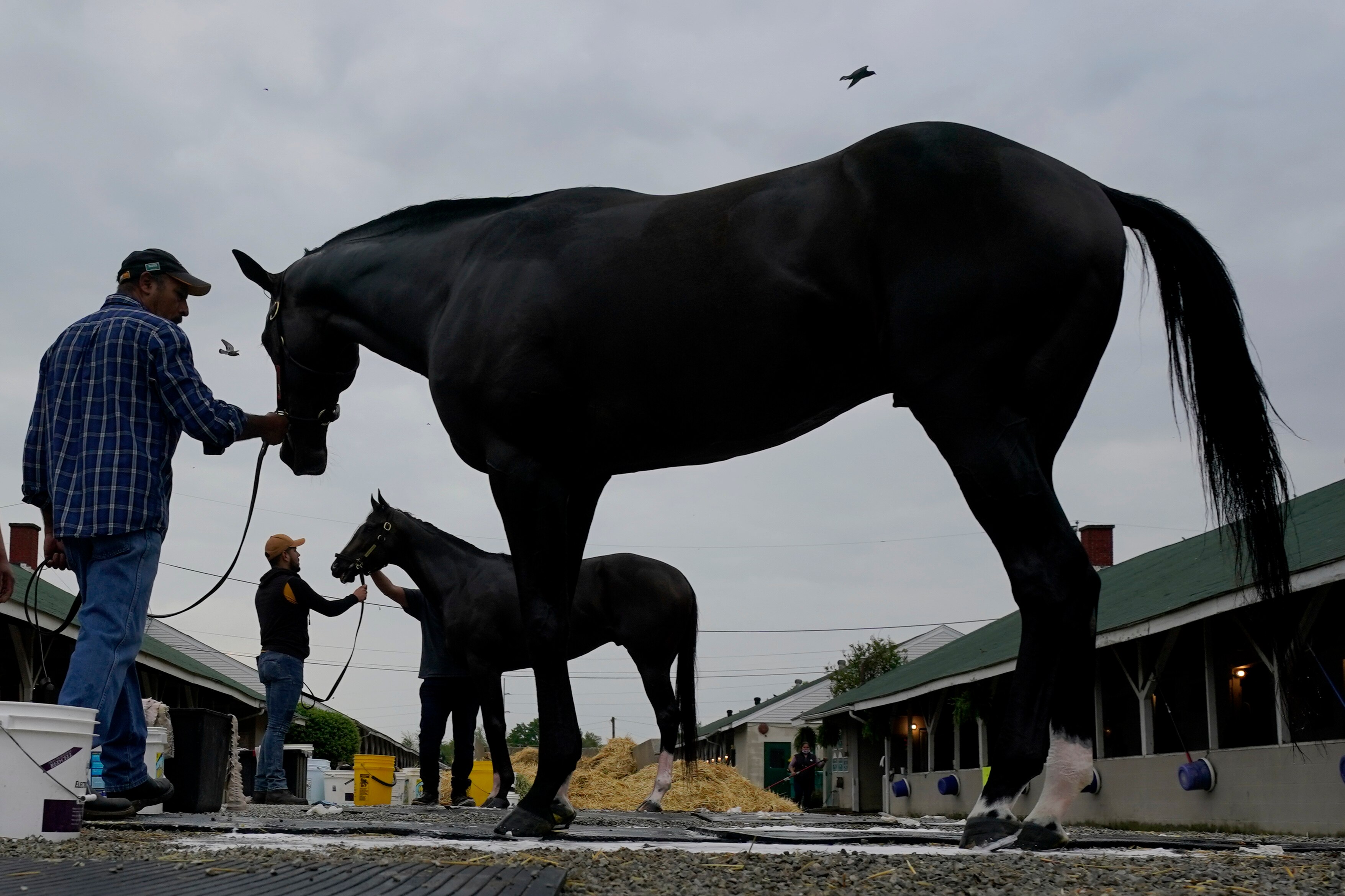 Preakness Odds 2021: Picks and Predictions Based on Recent Betting Lines - Vimarsana News