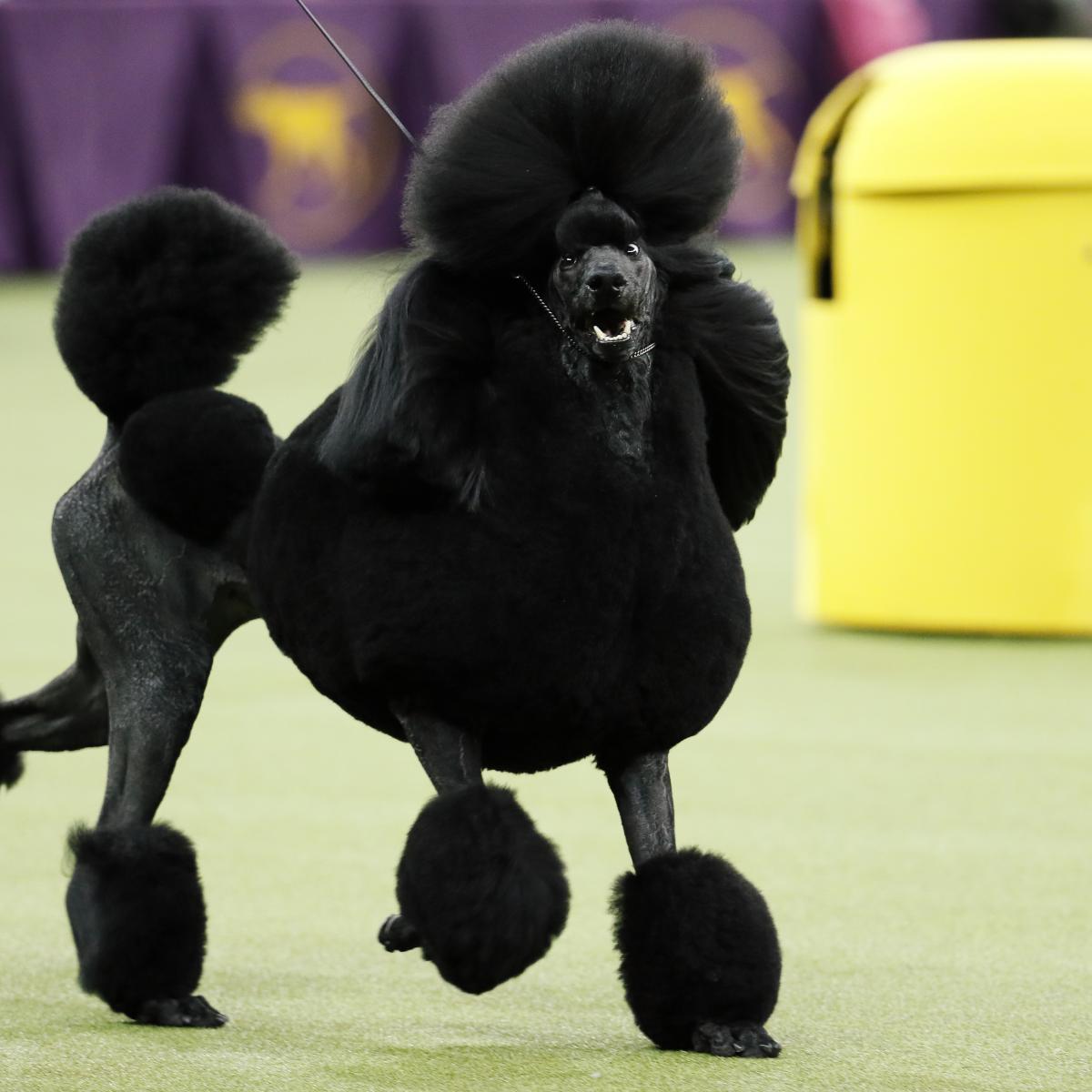 2021 Westminster Dog Show: TV Coverage, Live-Stream Schedule and