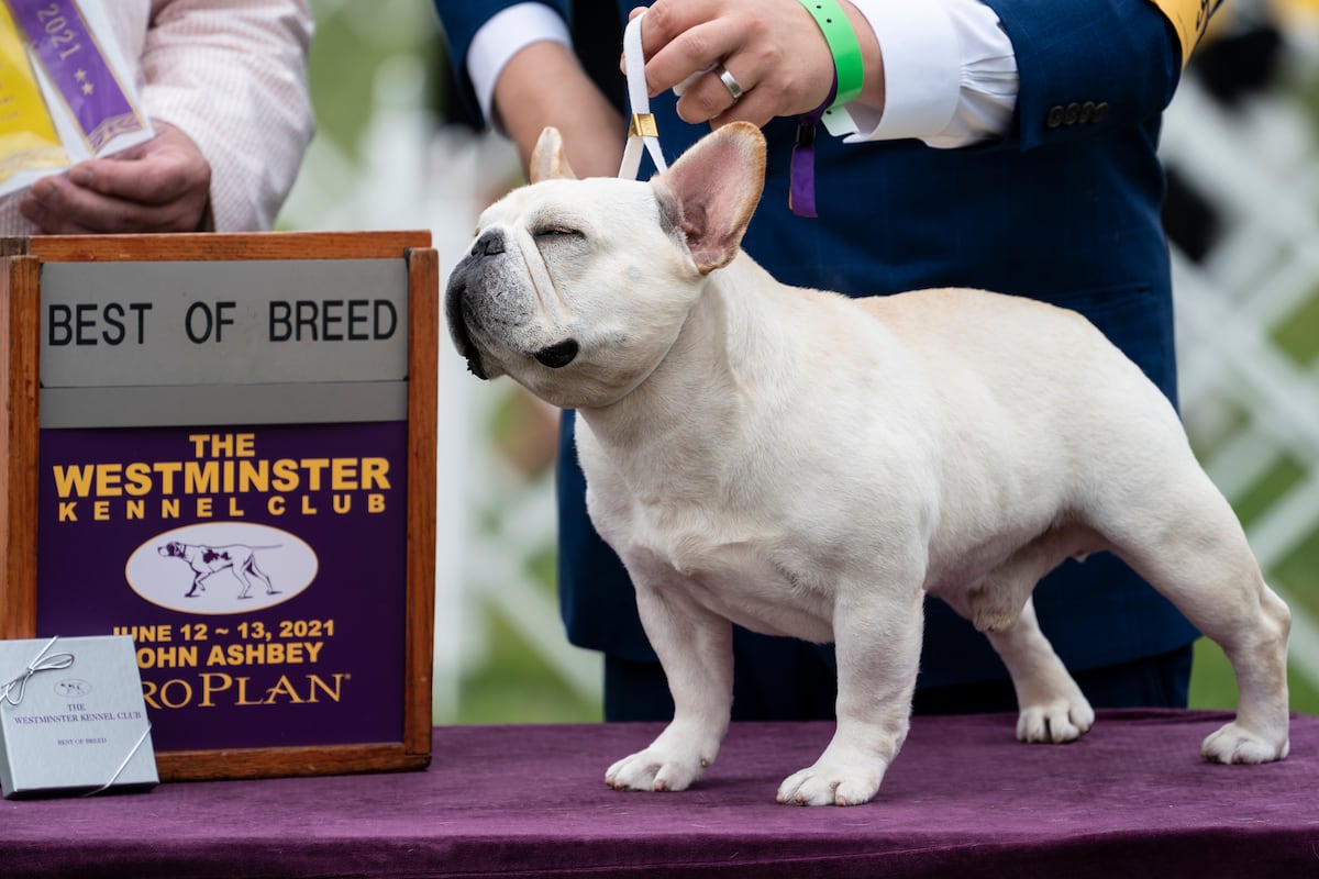 <p>2021 Westminster Dog Show: TV Coverage, Live-Stream Schedule for Sunday thumbnail