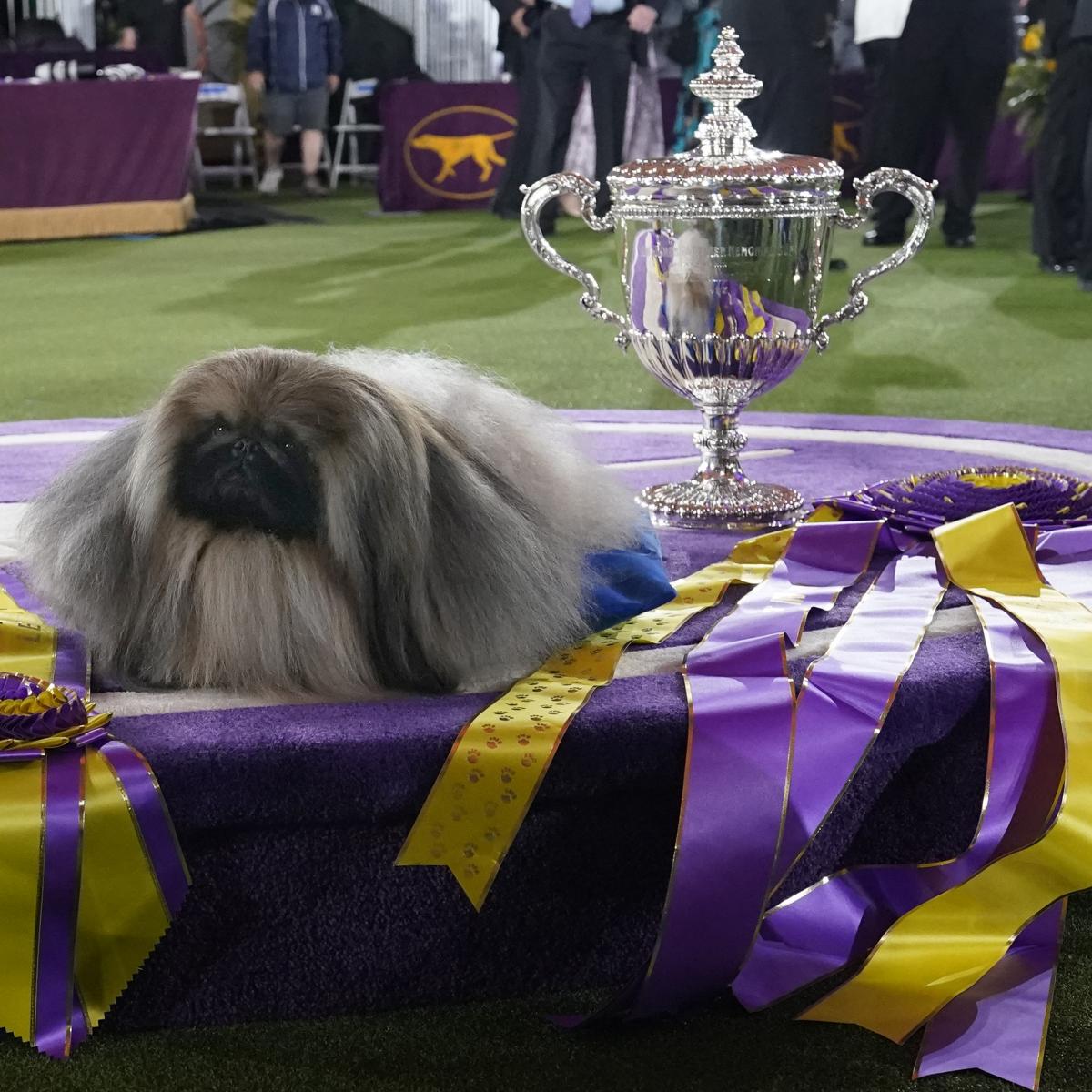 Westminster Dog Show 2021 Results: Best of Breed Winners and Final Recap thumbnail