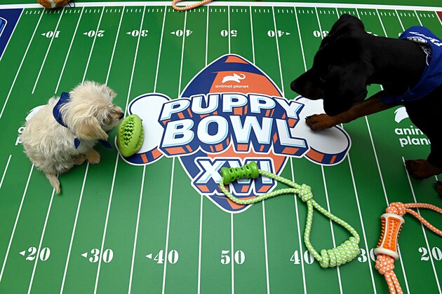 PASADENA, CALIFORNIA - JANUARY 16: The Animal Planet Puppy Bowl break during the Discovery, Inc. TCA Winter Panel 2020 at The Langham Huntington, Pasadena on January 16, 2020 in Pasadena, California. (Photo by Amanda Edwards/Getty Images for Discovery, Inc.)