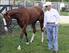 Will Take Charge and D. Wayne Lukas