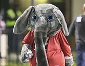 Ever wonder why A's mascot is an elephant? It involves a Giants insult –  NBC Sports Bay Area & California