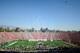 The 100th Rose Bowl helped bid farewell to the BCS, at Stanford's expense.