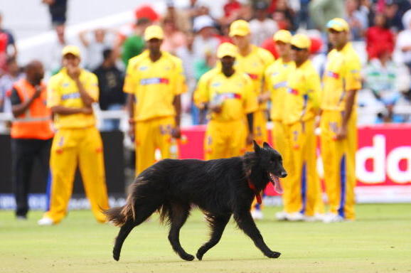 IPL Collection for Dogs