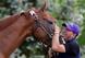 Chrome is a beloved horse and maybe a Triple Crown winner.