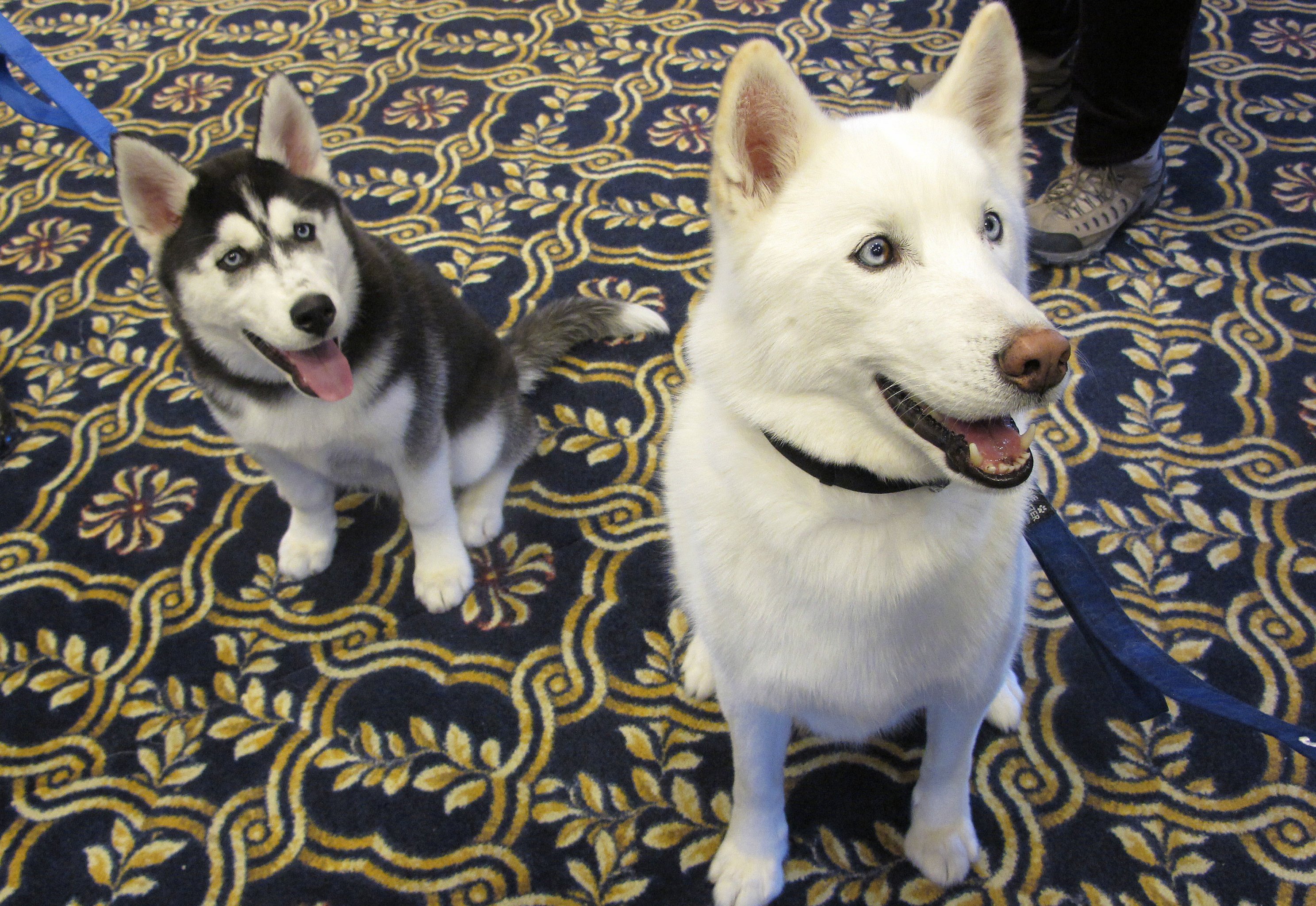 Is the Milwaukee Brewers beloved doggy mascot Hank dead?