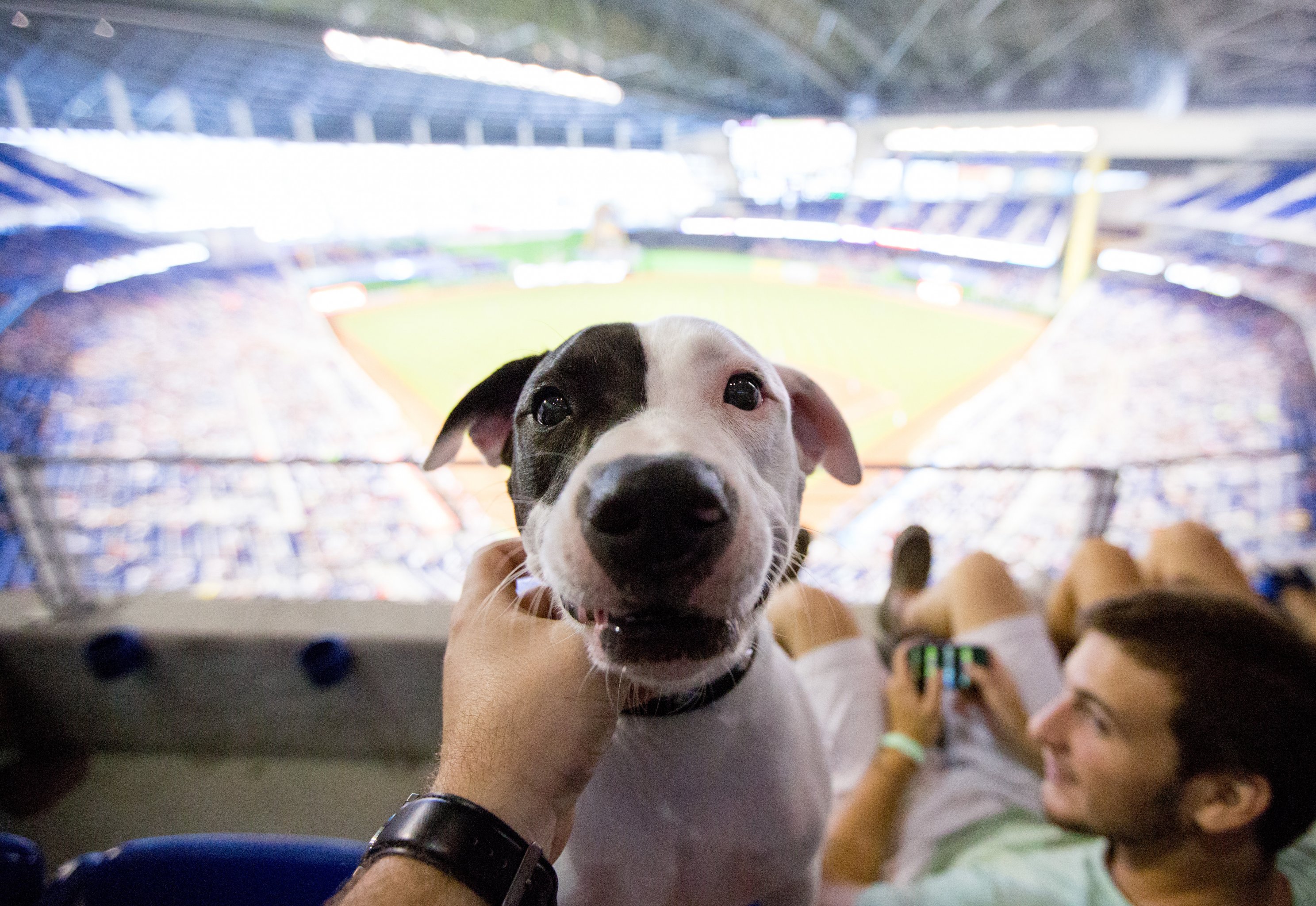 Photo of the Day: The Mets combined Fedora Night and Bark at the Park, and  it was everything
