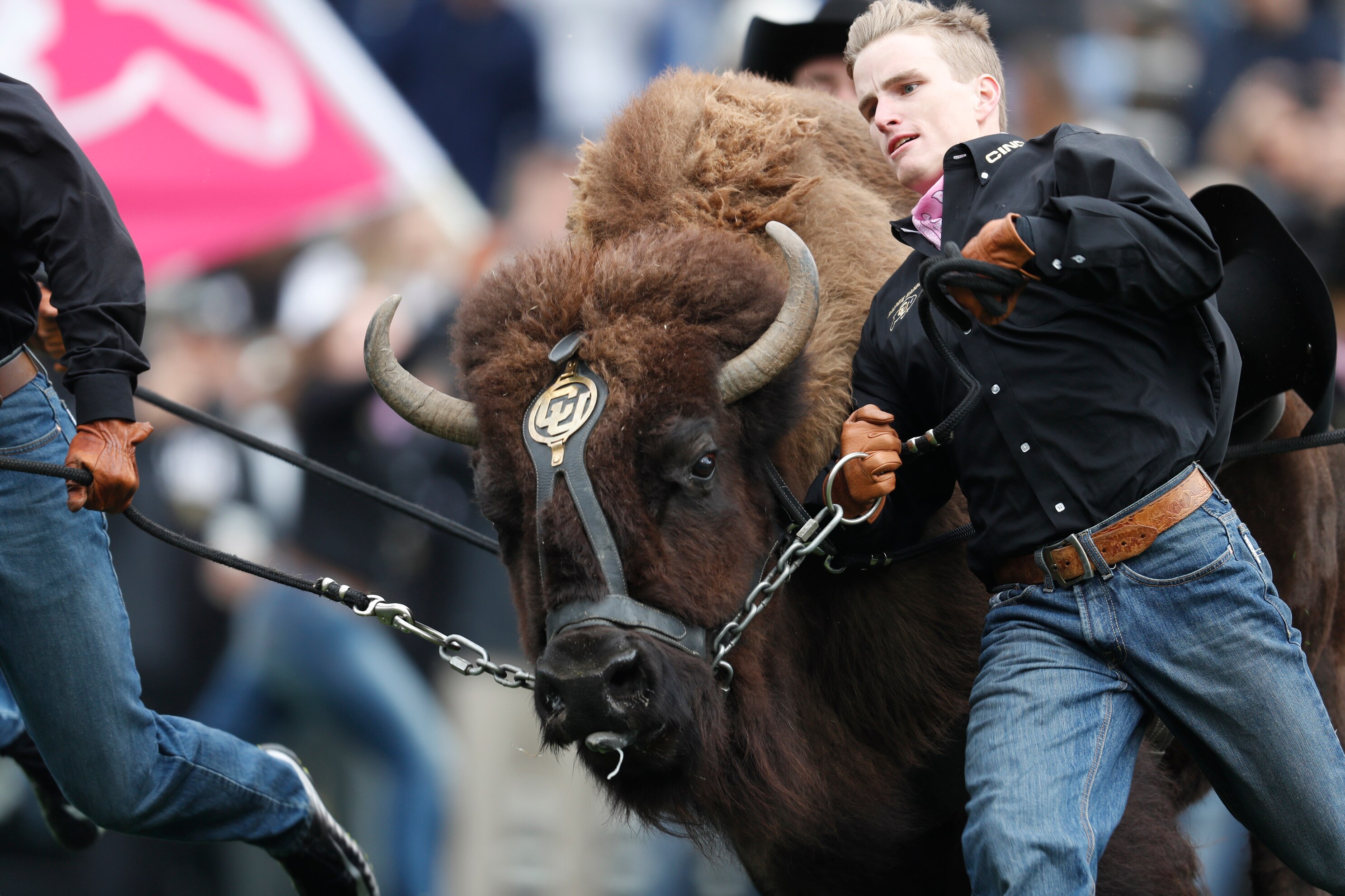 Ranking the Best College Mascots